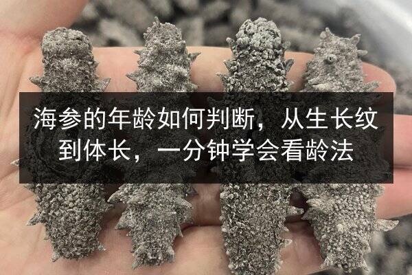 海参的年龄如何判断,从生长纹到体长,一分钟学会看龄法