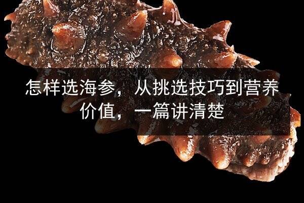 怎样选海参，从挑选技巧到营养价值，一篇讲清楚