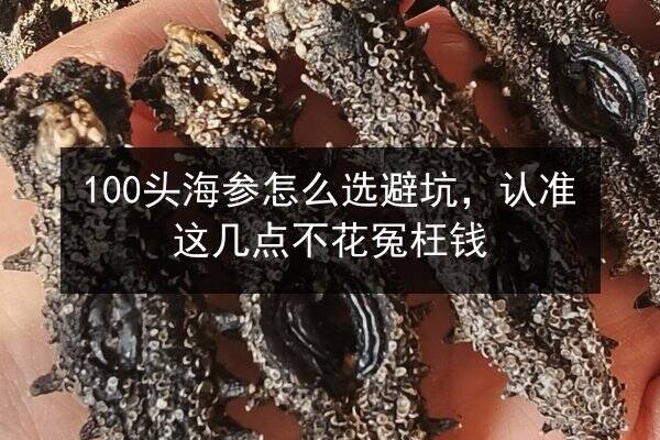 100头海参怎么选避坑,认准这几点不花冤枉钱