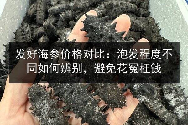发好海参价格对比:泡发程度不同如何辨别,避免花冤枉钱