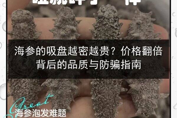 海参的吸盘越密越贵?价格翻倍背后的品质与防骗指南
