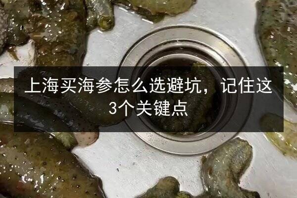 上海买海参怎么选避坑，记住这3个关键点