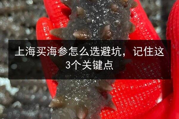 上海买海参怎么选避坑，记住这3个关键点