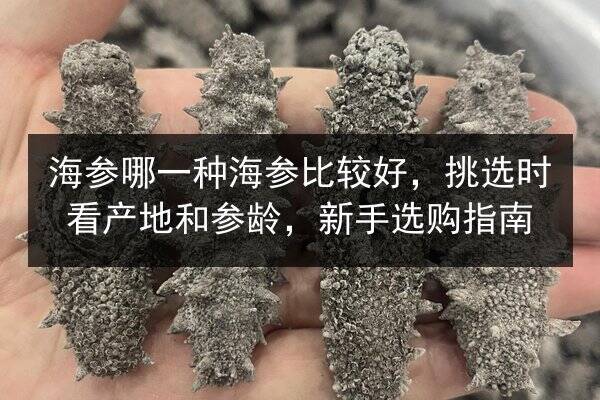 海参哪一种海参比较好，挑选时看产地和参龄，新手选购指南