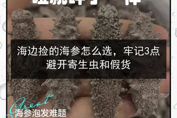 海边捡的海参怎么选,牢记3点避开寄生虫和假货