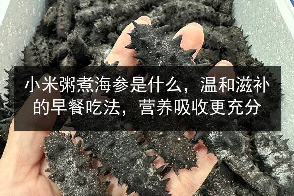 小米粥煮海参是什么,温和滋补的早餐吃法,营养吸收更充分