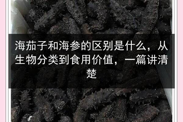 海茄子和海参的区别是什么，从生物分类到食用价值，一篇讲清楚