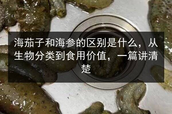 海茄子和海参的区别是什么，从生物分类到食用价值，一篇讲清楚