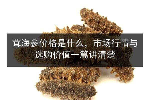 茸海参价格是什么,市场行情与选购价值一篇讲清楚