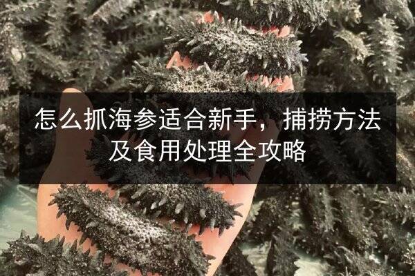 怎么抓海参适合新手,捕捞方法及食用处理全攻略