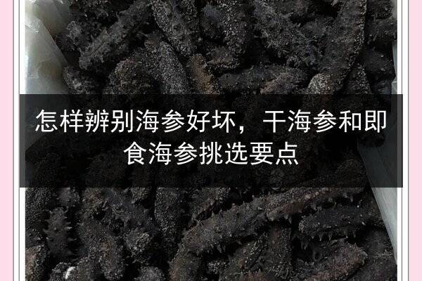 怎样辨别海参好坏,干海参和即食海参挑选要点
