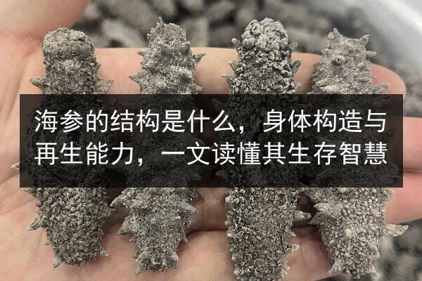 海参的结构是什么，身体构造与再生能力，一文读懂其生存智慧
