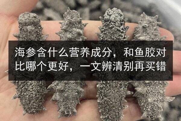 海参含什么营养成分，和鱼胶对比哪个更好，一文辨清别再买错