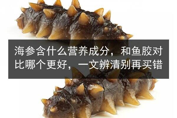 海参含什么营养成分，和鱼胶对比哪个更好，一文辨清别再买错