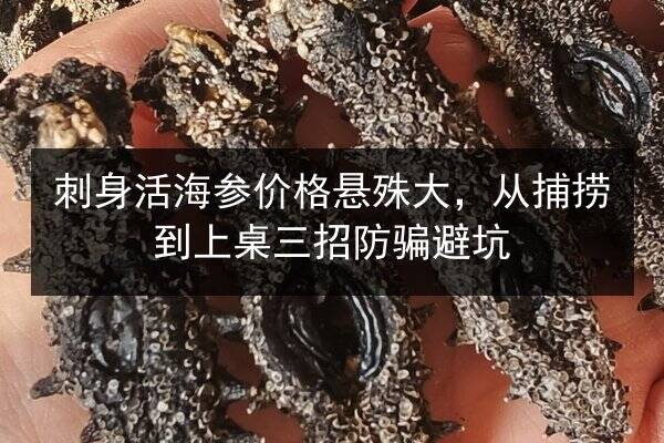刺身活海参价格悬殊大,从捕捞到上桌三招防骗避坑