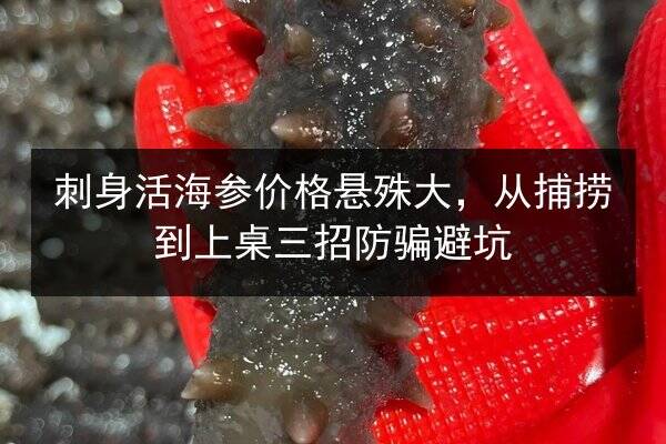 刺身活海参价格悬殊大,从捕捞到上桌三招防骗避坑