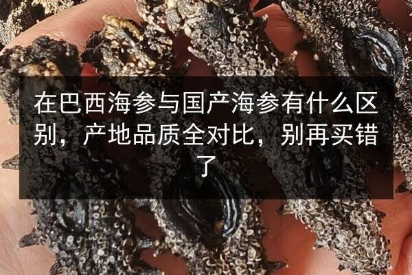在巴西海参与国产海参有什么区别,产地品质全对比,别再买错了