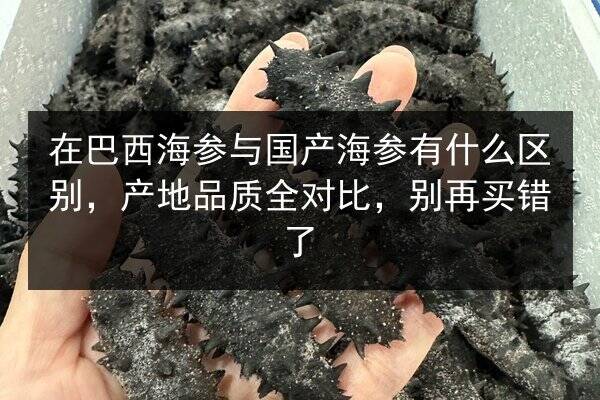 在巴西海参与国产海参有什么区别,产地品质全对比,别再买错了