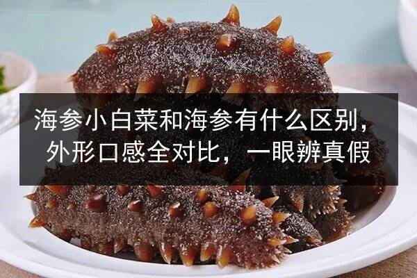 海参小白菜和海参有什么区别，外形口感全对比，一眼辨真假