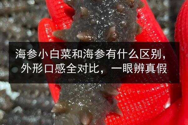 海参小白菜和海参有什么区别，外形口感全对比，一眼辨真假