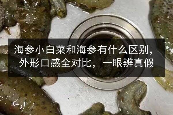 海参小白菜和海参有什么区别，外形口感全对比，一眼辨真假