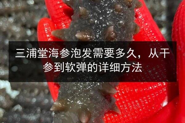 三浦堂海参泡发需要多久,从干参到软弹的详细方法