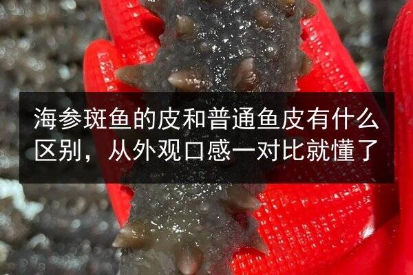 海参斑鱼的皮和普通鱼皮有什么区别,从外观口感一对比就懂了