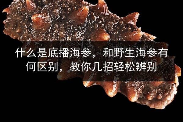 什么是底播海参,和野生海参有何区别,教你几招轻松辨别