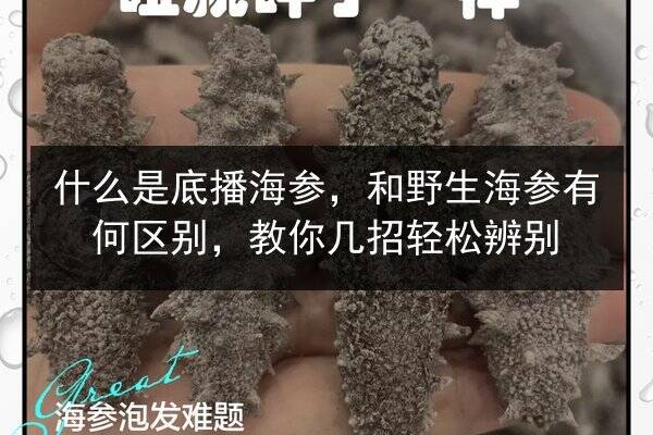 什么是底播海参,和野生海参有何区别,教你几招轻松辨别