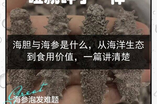 海胆与海参是什么,从海洋生态到食用价值,一篇讲清楚