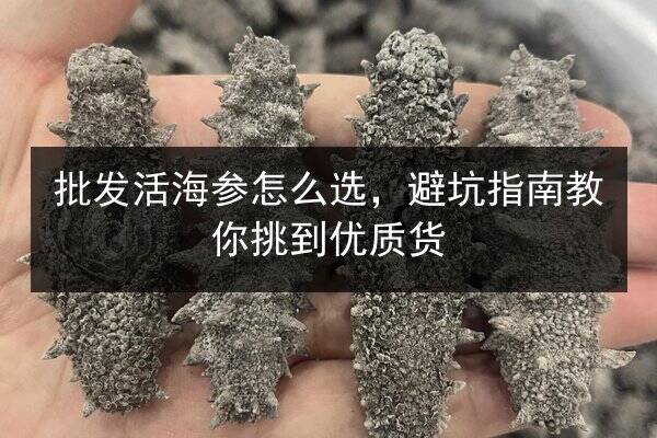 批发活海参怎么选，避坑指南教你挑到优质货