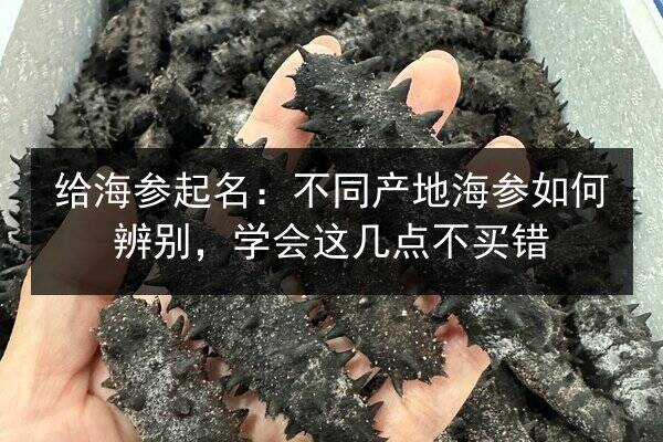 给海参起名:不同产地海参如何辨别,学会这几点不买错