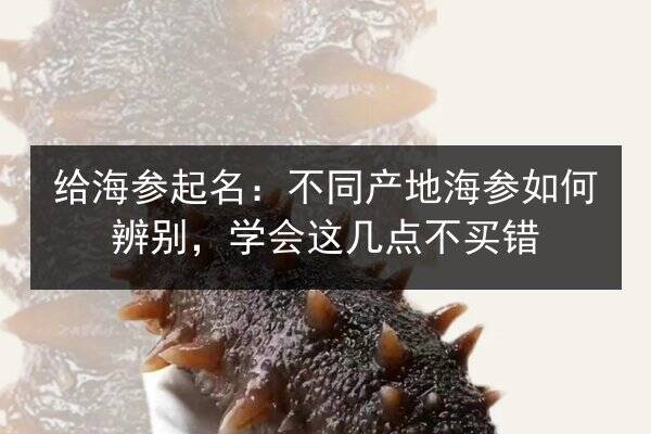 给海参起名:不同产地海参如何辨别,学会这几点不买错