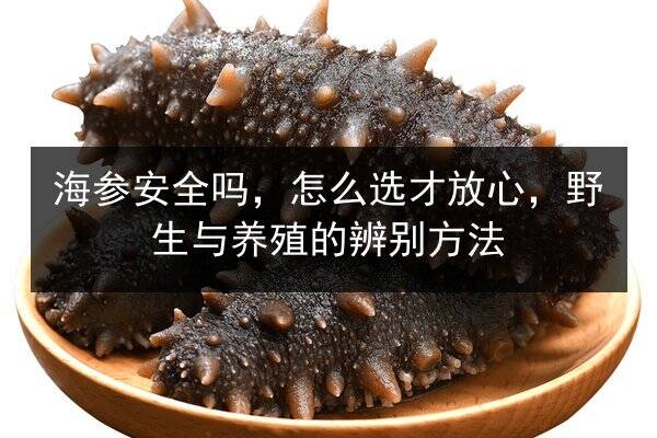 海参安全吗,怎么选才放心,野生与养殖的辨别方法