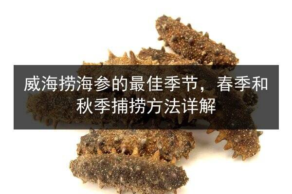 威海捞海参的最佳季节,春季和秋季捕捞方法详解