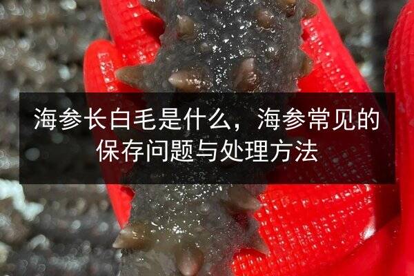 海参长白毛是什么，海参常见的保存问题与处理方法