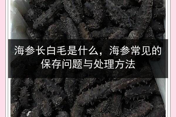 海参长白毛是什么，海参常见的保存问题与处理方法