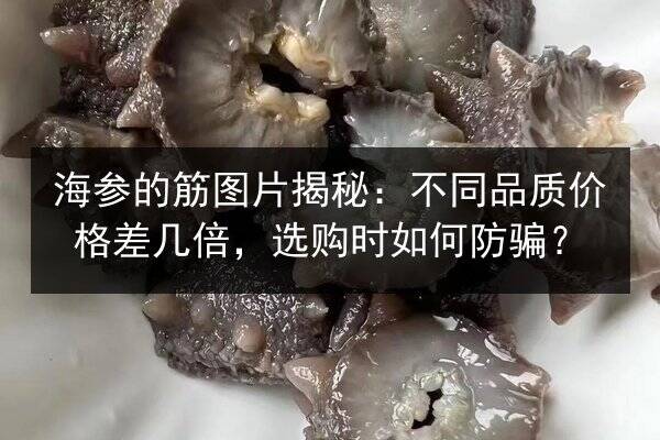 海参的筋图片揭秘:不同品质价格差几倍,选购时如何防骗?