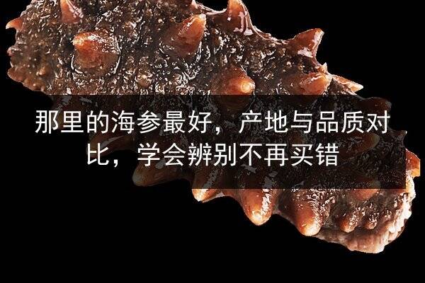 那里的海参最好,产地与品质对比,学会辨别不再买错
