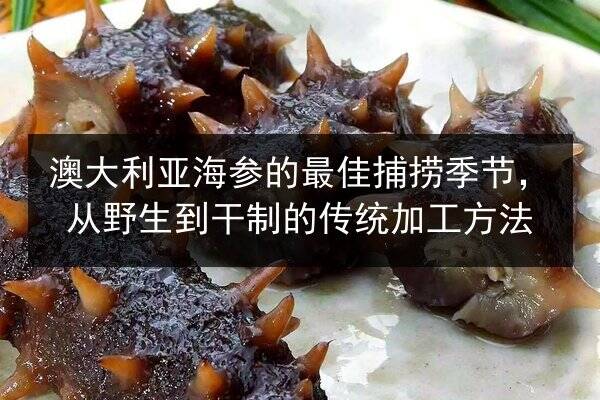 澳大利亚海参的最佳捕捞季节,从野生到干制的传统加工方法