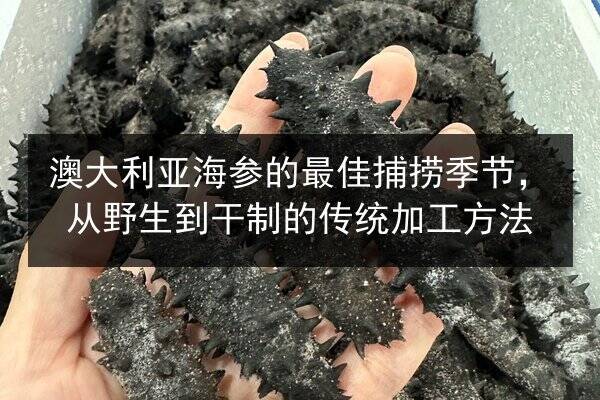 澳大利亚海参的最佳捕捞季节,从野生到干制的传统加工方法