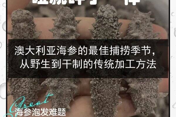 澳大利亚海参的最佳捕捞季节,从野生到干制的传统加工方法