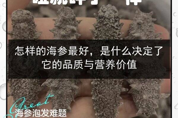 怎样的海参最好,是什么决定了它的品质与营养价值