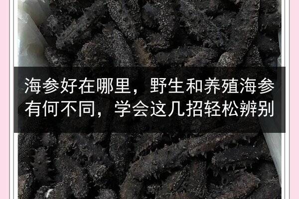 海参好在哪里,野生和养殖海参有何不同,学会这几招轻松辨别
