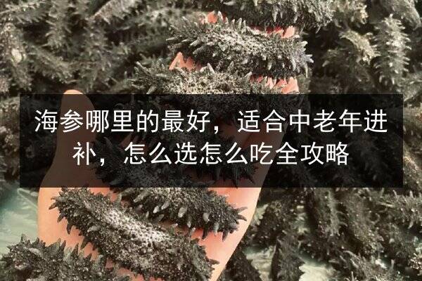 海参哪里的最好,适合中老年进补,怎么选怎么吃全攻略