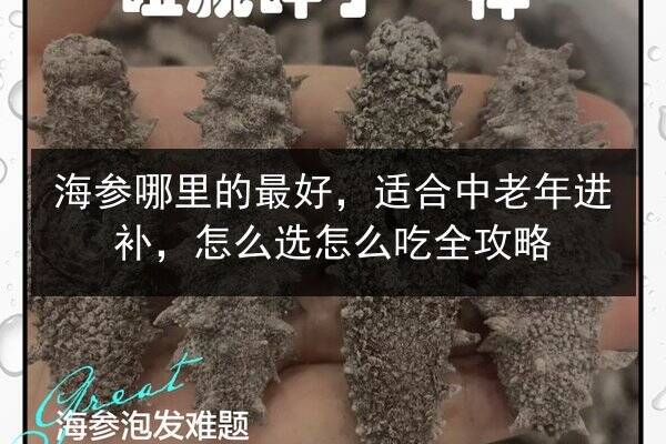 海参哪里的最好,适合中老年进补,怎么选怎么吃全攻略