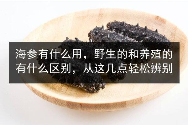海参有什么用，野生的和养殖的有什么区别，从这几点轻松辨别