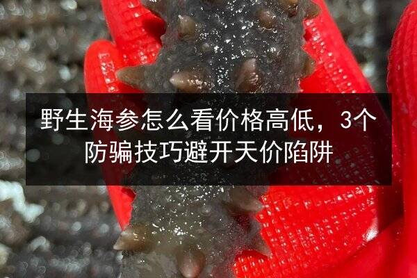 野生海参怎么看价格高低，3个防骗技巧避开天价陷阱