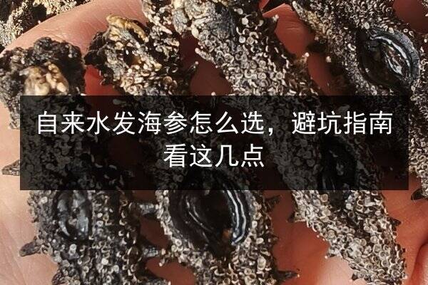 自来水发海参怎么选，避坑指南看这几点