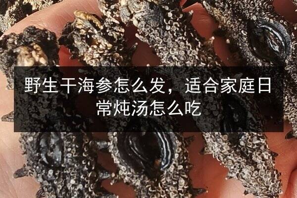 野生干海参怎么发,适合家庭日常炖汤怎么吃